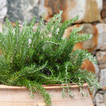 Rosemary 'prostratus' | 1L | Blue