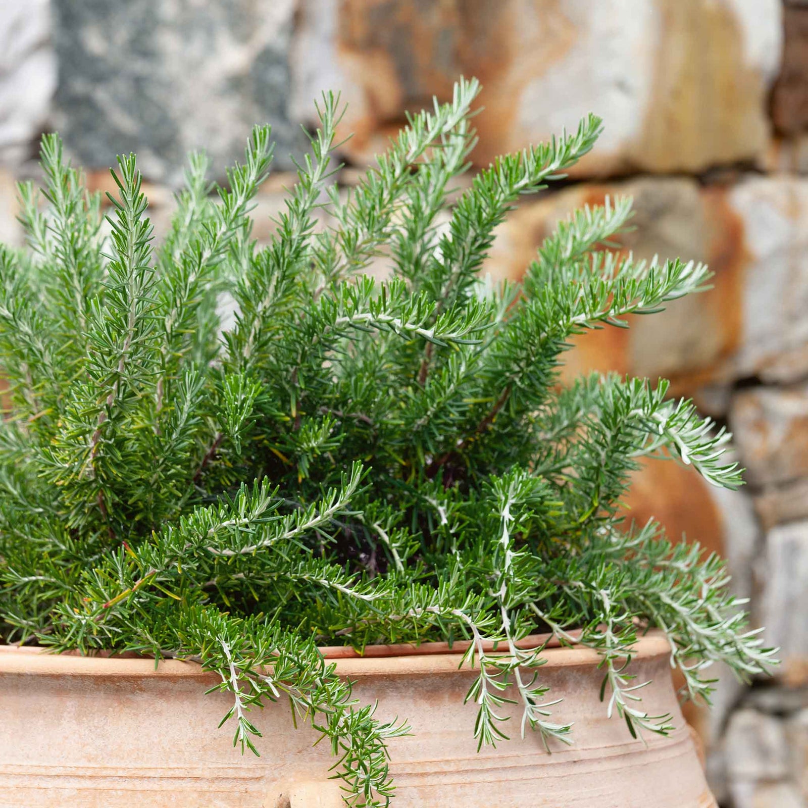 Rosemary 'prostratus' | 1L | Blue
