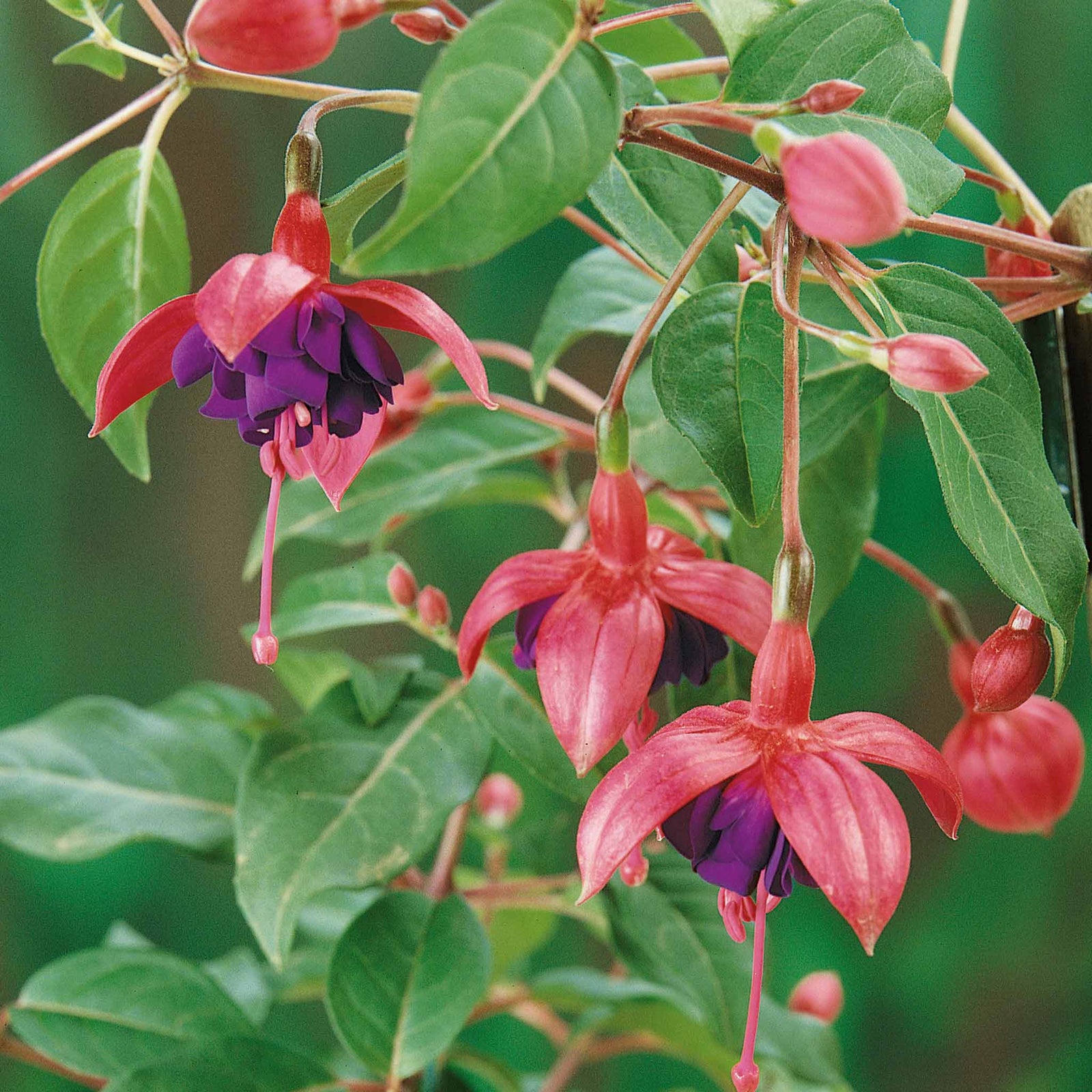 Fuchsia 'dollar Princess' - Double-flowered, Compact 45 Cm Jumbo Plug Plants | 3 x Jumbo Plug Plants | Multi