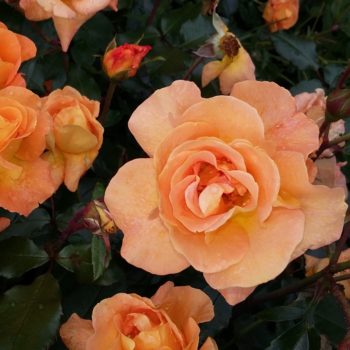 Palace Rose - Height 80-100cm - ⌀19cm | Set of 2 | Orange