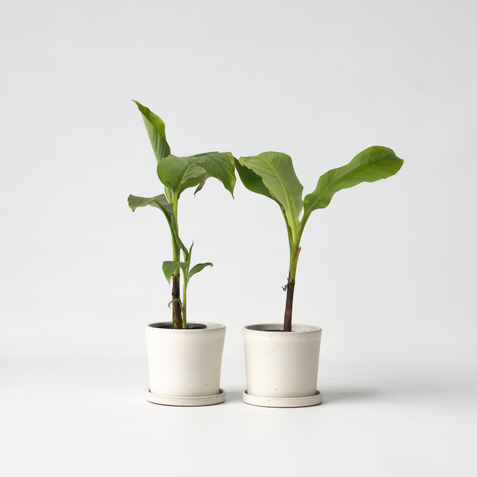 Hardy Banana - Musa Basjoo - Height 25-40cm - ⌀9cm | Set-of-2 | Yellow