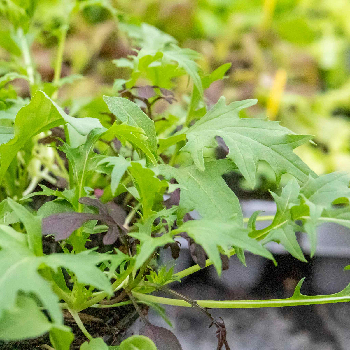 Salad Seeds Herb Mix -  Mixed Baby Leaves