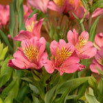 Alstroemeria 'summer Rose' - Soft Rose-pink, Long-flowering Hardy Perennial | 3 x Jumbo Plug Plants | Rose Pink