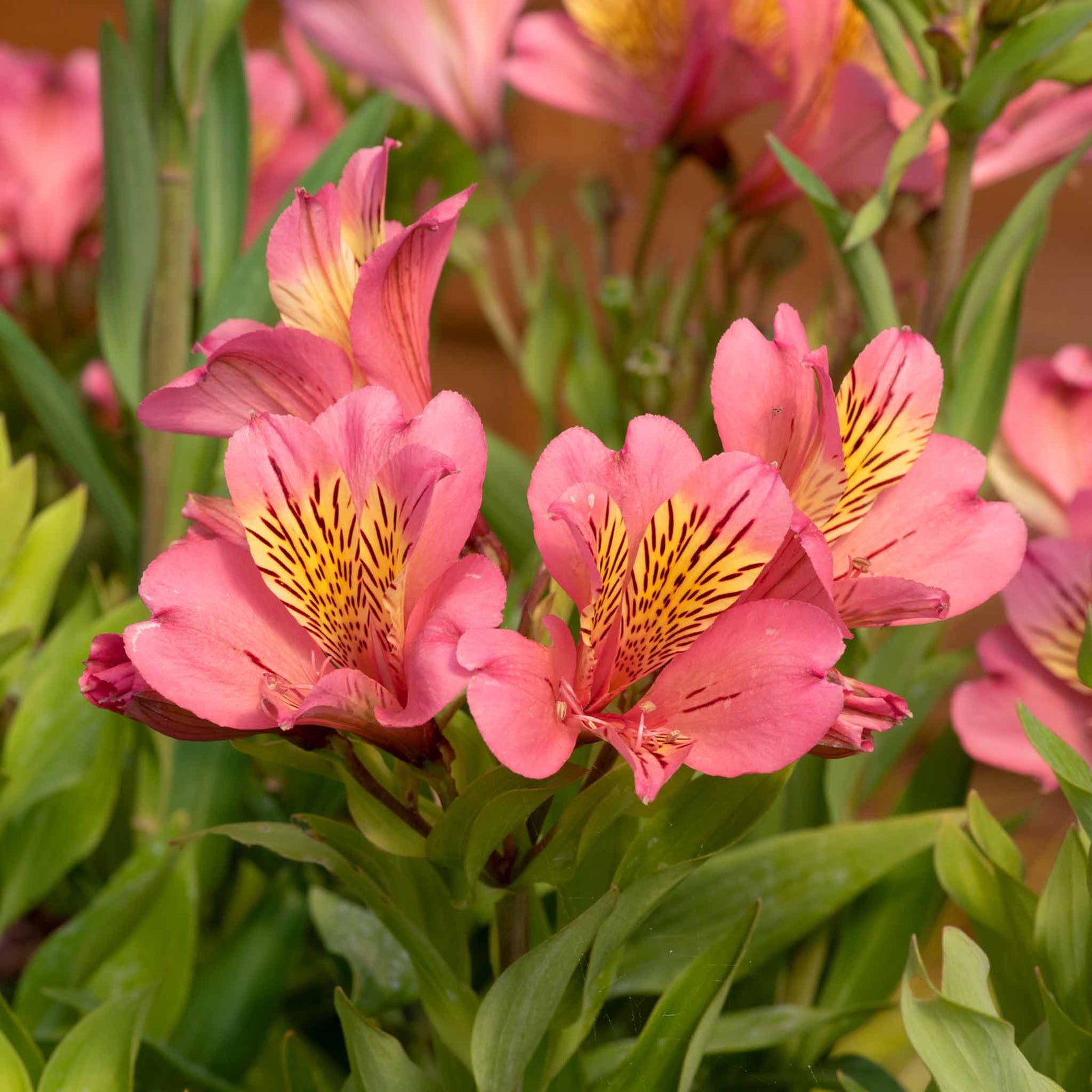 Alstroemeria 'summer Rose' - Soft Rose-pink, Long-flowering Hardy Perennial | 3 x Jumbo Plug Plants | Rose Pink