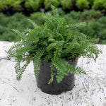 Achillea 'sassy Summer Sunset' 80cm 9cm | Set of 1