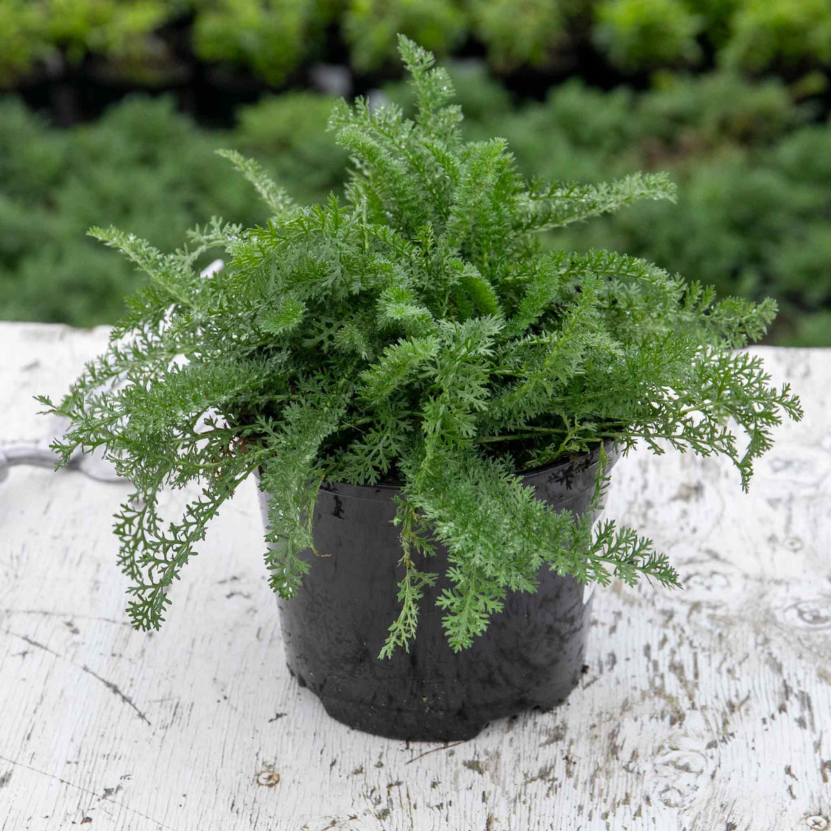 Achillea 'sassy Summer Sunset' 80cm 9cm | Set of 1
