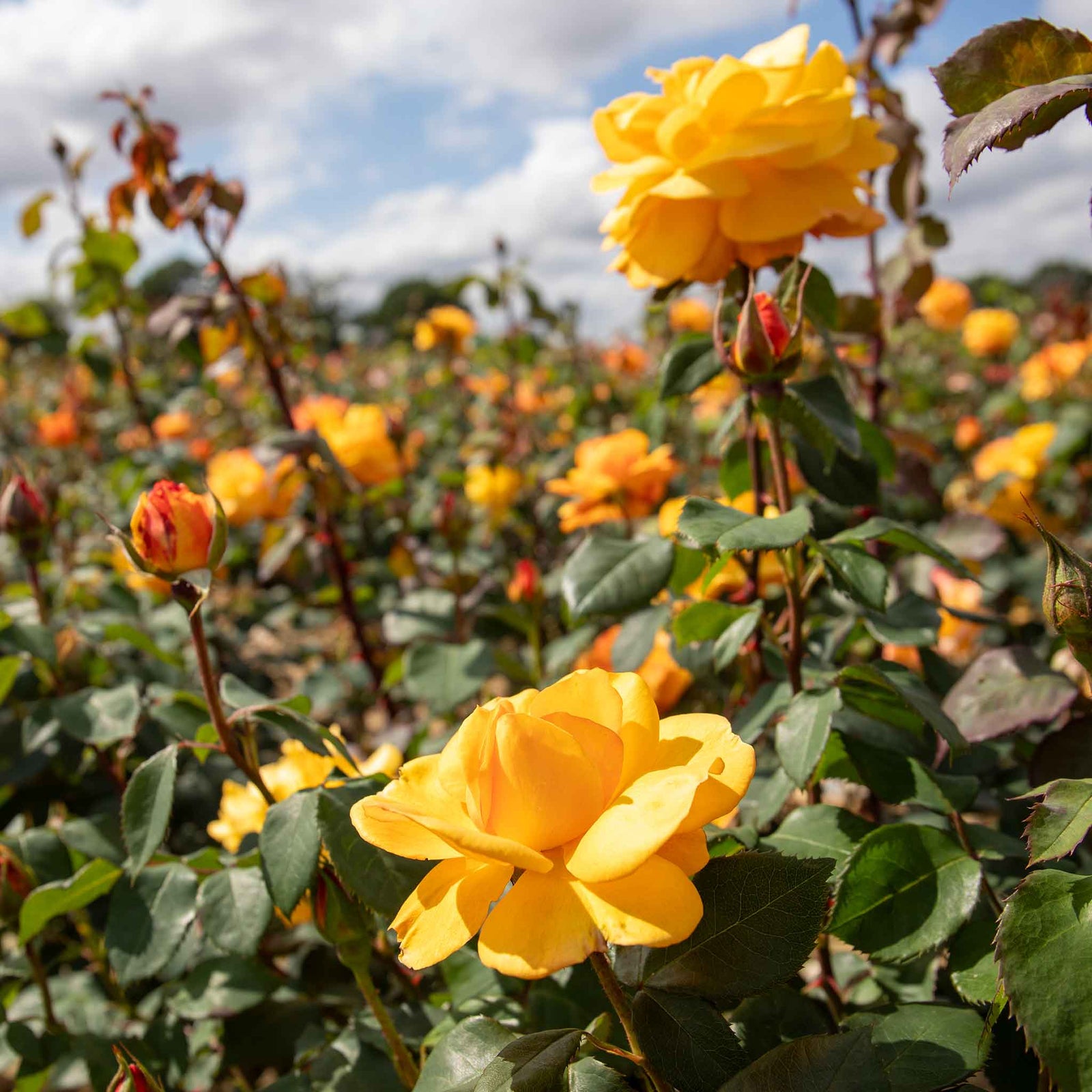 Rose 'golden Delicious' — Deep Yellow Citrus-scented Hybrid Tea | 1 x Bare Root | Yellow