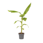 Hardy Banana - Musa Basjoo - Height 55-70cm - ⌀21cm | Set of 1 | Green