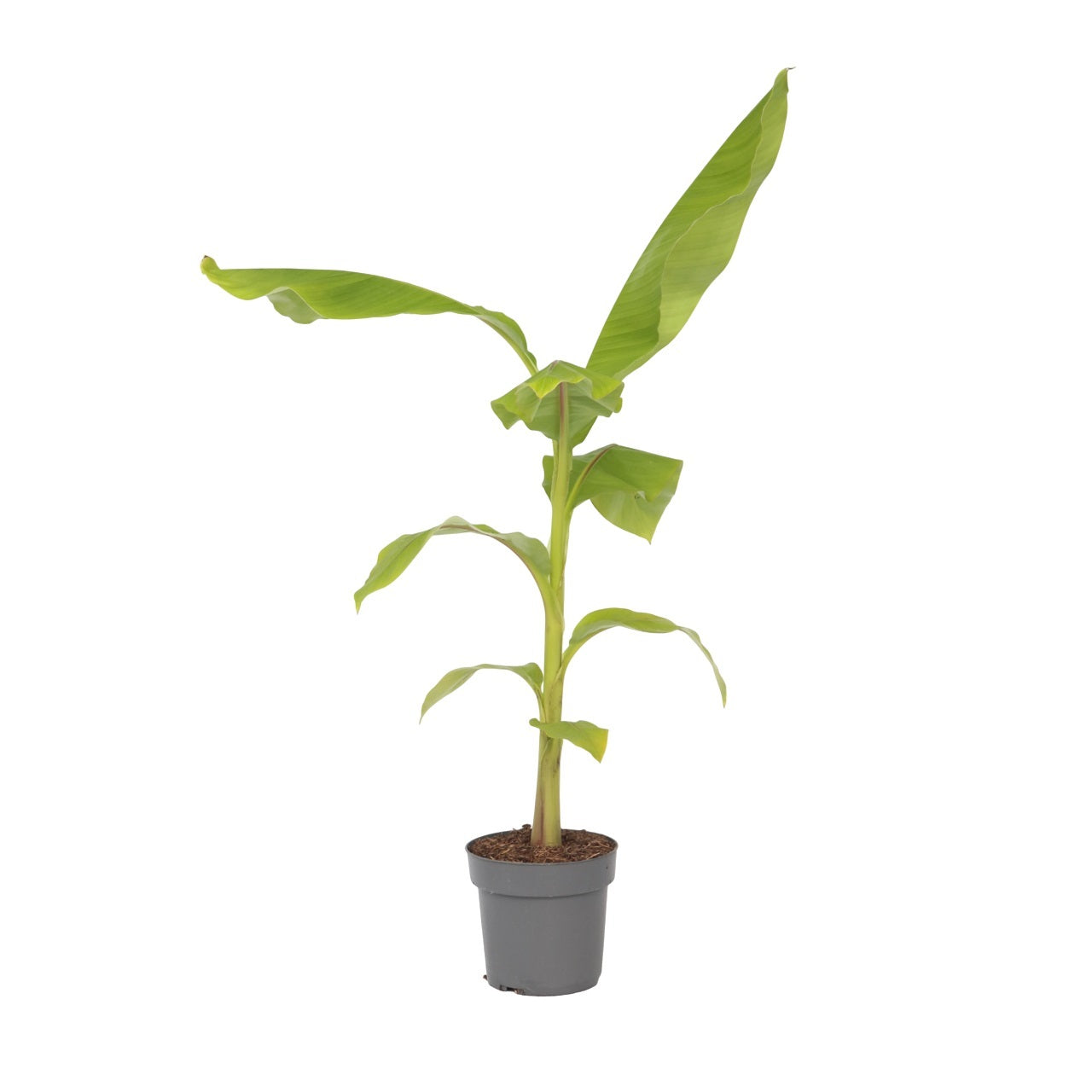 Hardy Banana - Musa Basjoo - Height 55-70cm - ⌀21cm | Set of 1 | Green