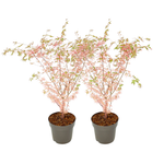 Japanese Maple - Acer Palmatum 'Taylor' - Height 50-60cm - ⌀19cm | Set of 2 | Pink