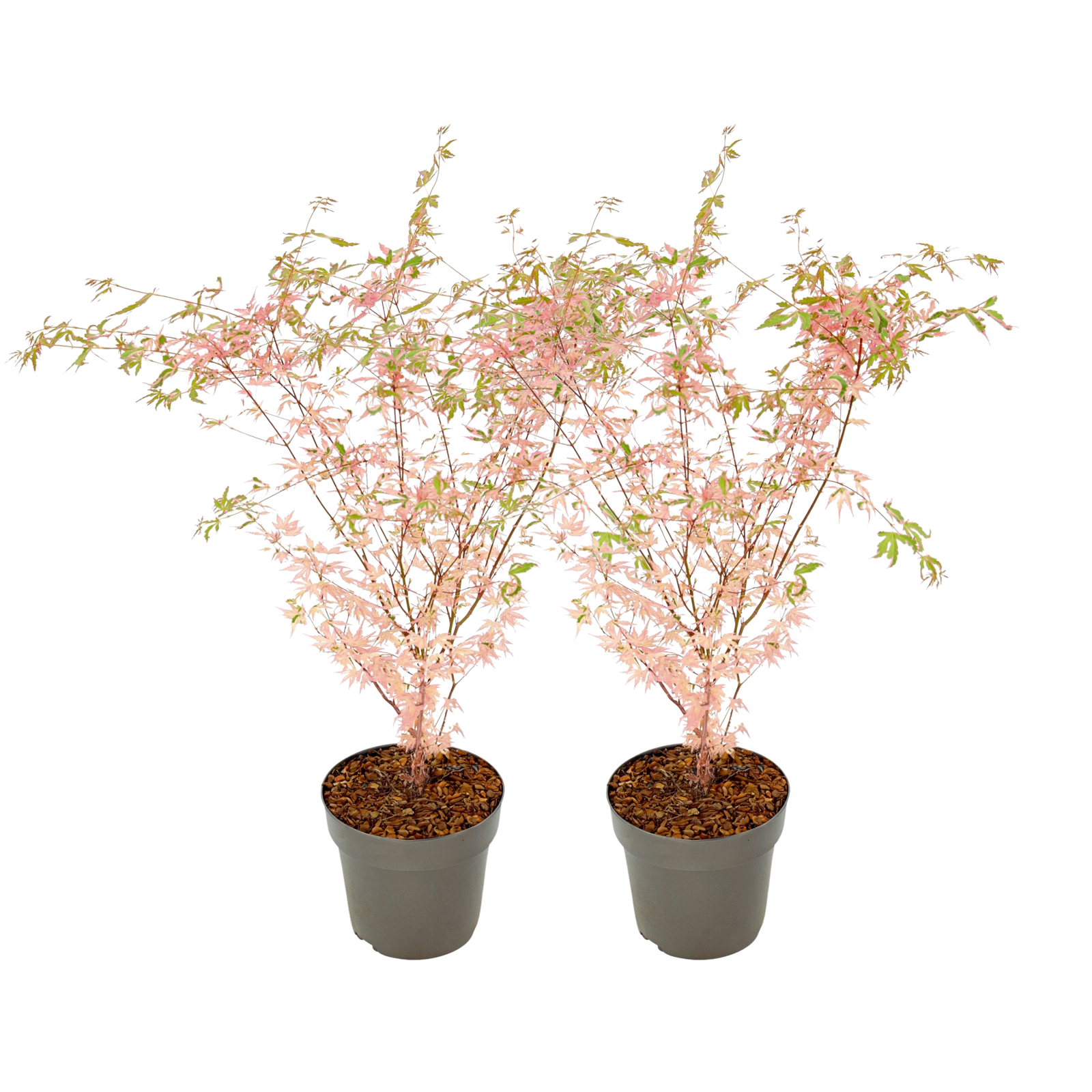 Japanese Maple - Acer Palmatum 'Taylor' - Height 50-60cm - ⌀19cm | Set of 2 | Pink