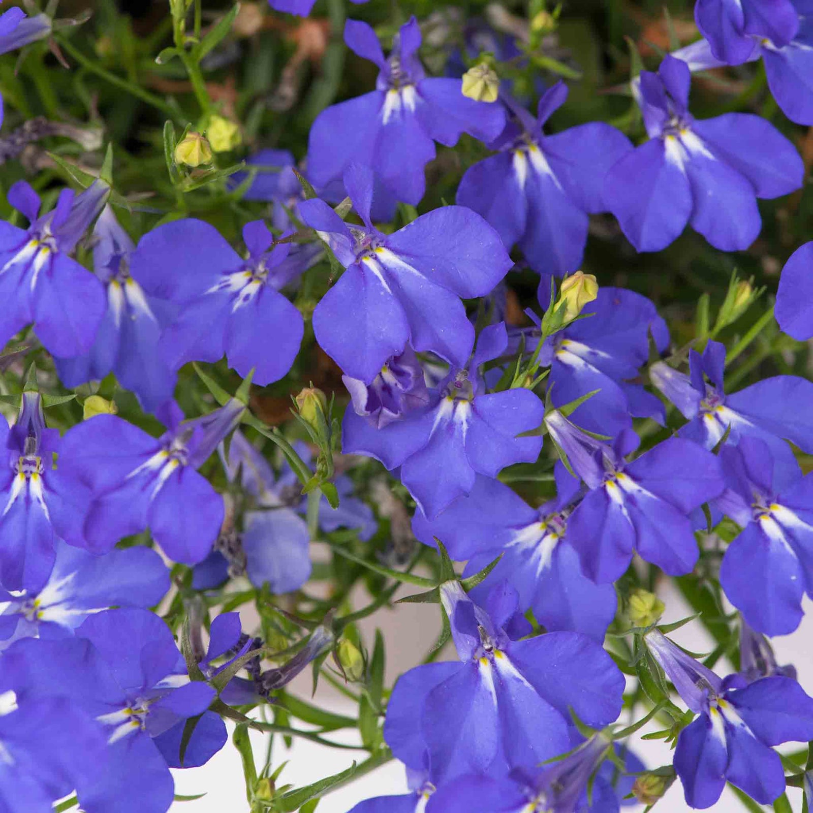 Lobelia 'waterfall Blue Improved' Trailing Deep-blue Bedding Plant | 12 x Jumbo Plugs | Deep Sky Blue