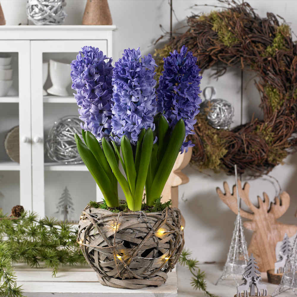 Illuminated Rustic Basket Hyacinth Blue Pearl