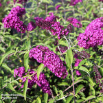 Thompson & Morgan Buddleja Davidii Royal Red 9cm Potted Plant X 1