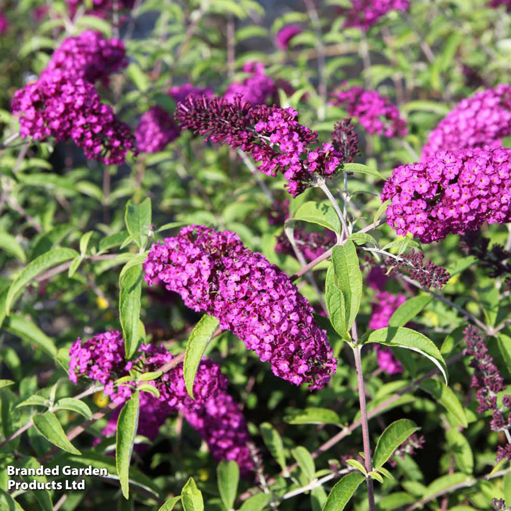 Thompson & Morgan Buddleja Davidii Royal Red 9cm Potted Plant X 1