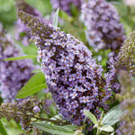 Buddleja 'butterfly Candy Little Sweetheart' Dwarf Purple Butterfly Bush | 1 x 9cm | Purple