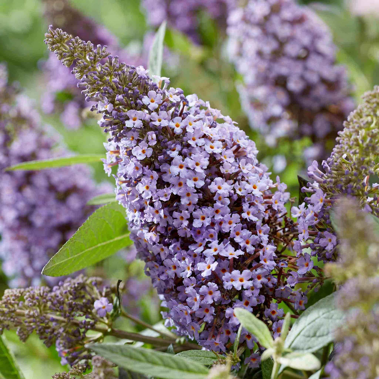 Buddleja 'butterfly Candy Little Sweetheart' Dwarf Purple Butterfly Bush | 1 x 9cm | Purple