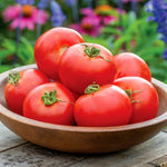 Tomato Seeds Crimson Crush — Blight Resistant, High Yield Seeds | 15 Seeds