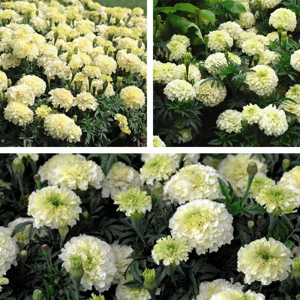 Marigold French Vanilla Garden Ready Plants Garden Ready Plants | 24 x Garden Ready Plants