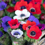 Anemone Bulb Coronaria De Caen Mix, 10 Corms | 10 x Bulbs | Multi