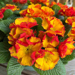 Primula Acaulis 'chinese New Year' - 9cm pots | 3 x 9cm | Deep Red