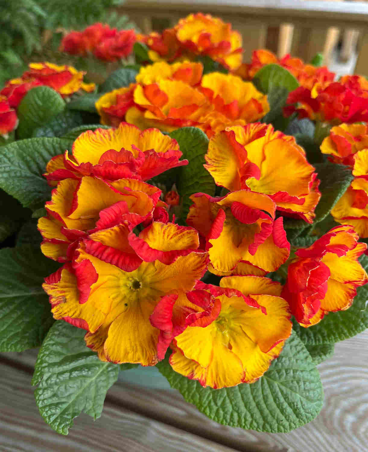 Primula Acaulis 'chinese New Year' - 9cm pots | 3 x 9cm | Deep Red