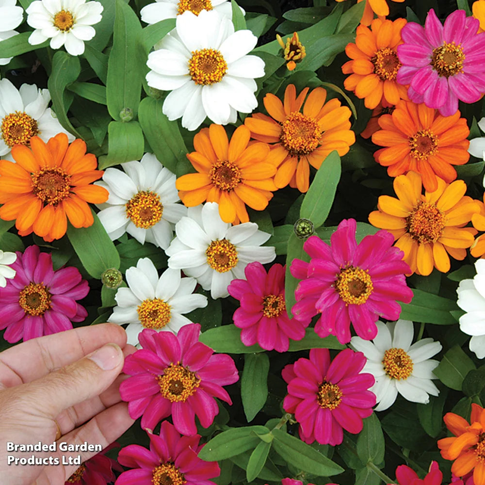 Zinnia 'profusion Mixed' - Garden Ready Plants | 12 x Garden Ready Plants
