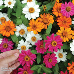 Zinnia 'profusion Mixed' - Garden Ready Plants | 24 x Garden Ready Plants