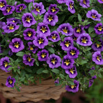 Calibrachoa 'caberet Special Bumble Bee Blue' Trailing Plug Plant | 12 x Plug Plants | Blue
