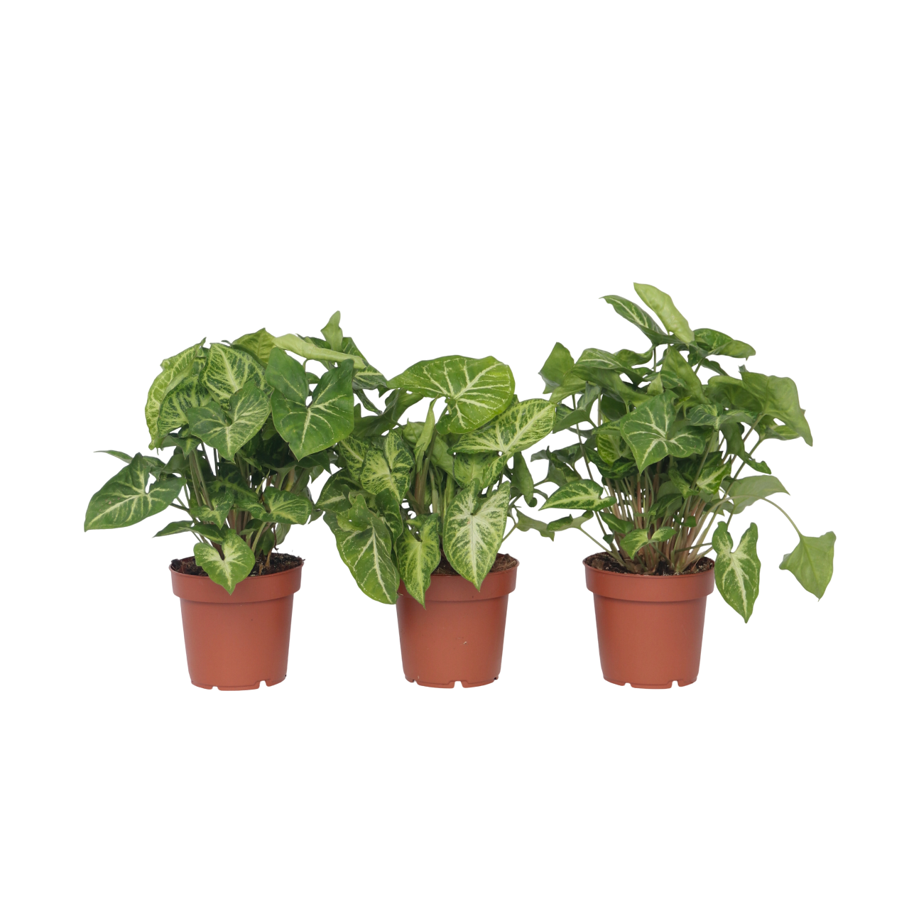 Arrowhead Plant Red Heart - 3 Pcs. - Syngonium 'pixie' - Height 25-40cm - ⌀12cm | Set of 3 | Green