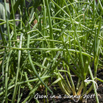 Shallot Sets Jermor (rhs Awarded) | Set of 15