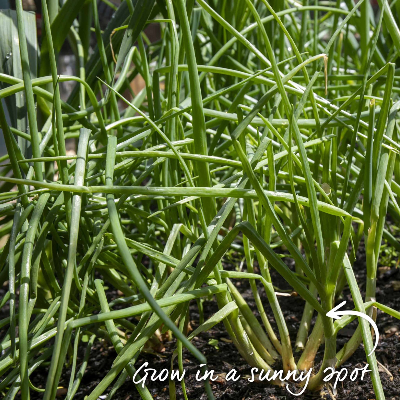 Shallot Sets Jermor (rhs Awarded) | Set of 15