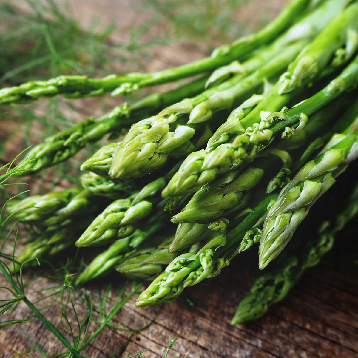 Asparagus Crown 'bacchus' - Early All-male High-yield | Set of 10 | Green