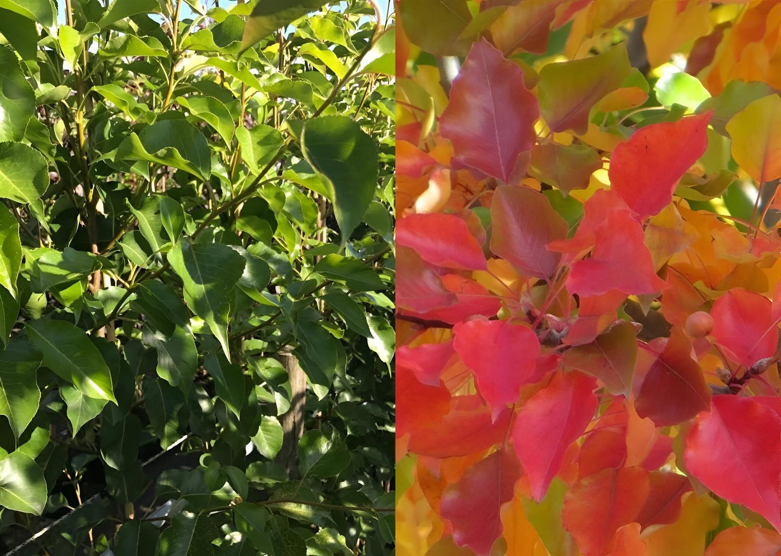 Direct Plants Pyrus Chanticleer Ornamental Pear Tree 5-6ft Supplied In A 7.5 Litre Pot