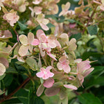Hydrangea 'polestar' Compact Patio Shrub 50-90cm | 1 x 9cm | Multi Colour