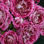 Rosa 'let's Celebrate' - Bare Root Plants | 1 x Bare Root | Pink