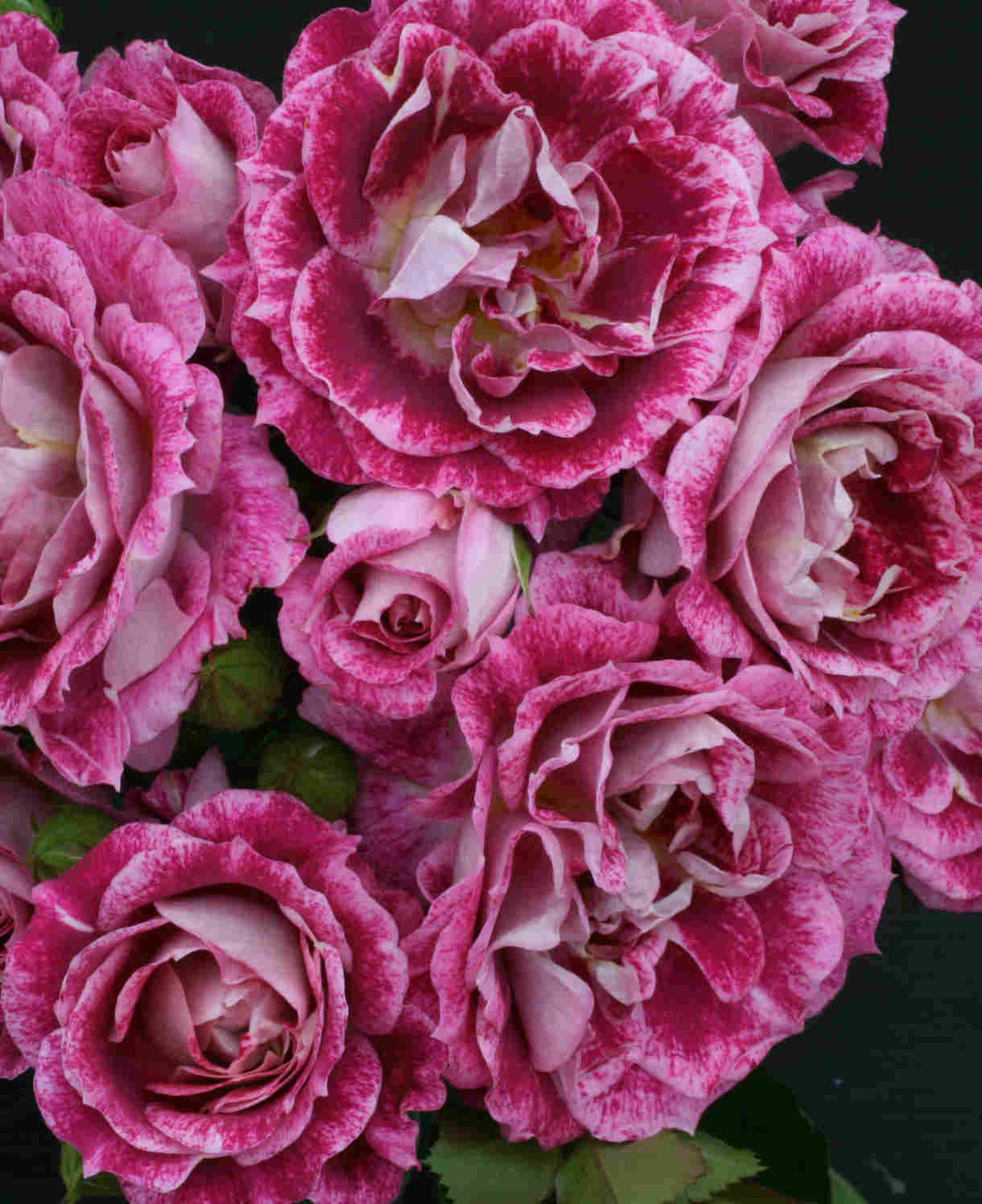 Rosa 'let's Celebrate' - Bare Root Plants | 1 x Bare Root | Pink