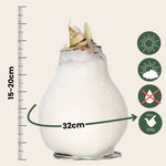 Amaryllis - Hippeastrum 'wax White' - Flower Bulb - Red | Set of 1 | Red