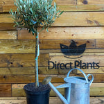 Large Standard Olive Tree 3ft With Chunky Lollipop Head Supplied In A 7.5 Litre Pot