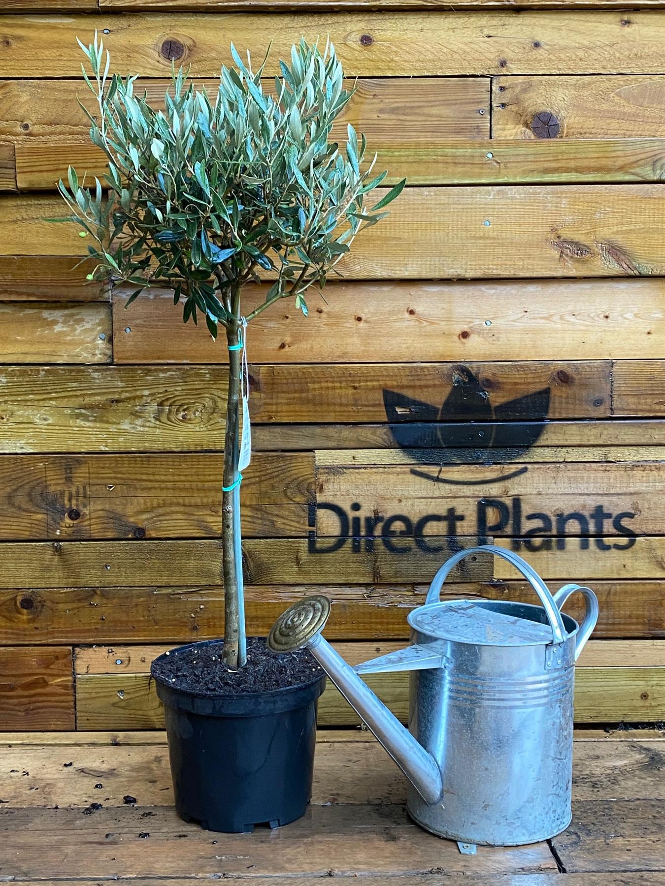 Large Standard Olive Tree 3ft With Chunky Lollipop Head Supplied In A 7.5 Litre Pot