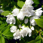 Philadelphus Mantaue Hermoine Mock Orange Garden Shrub