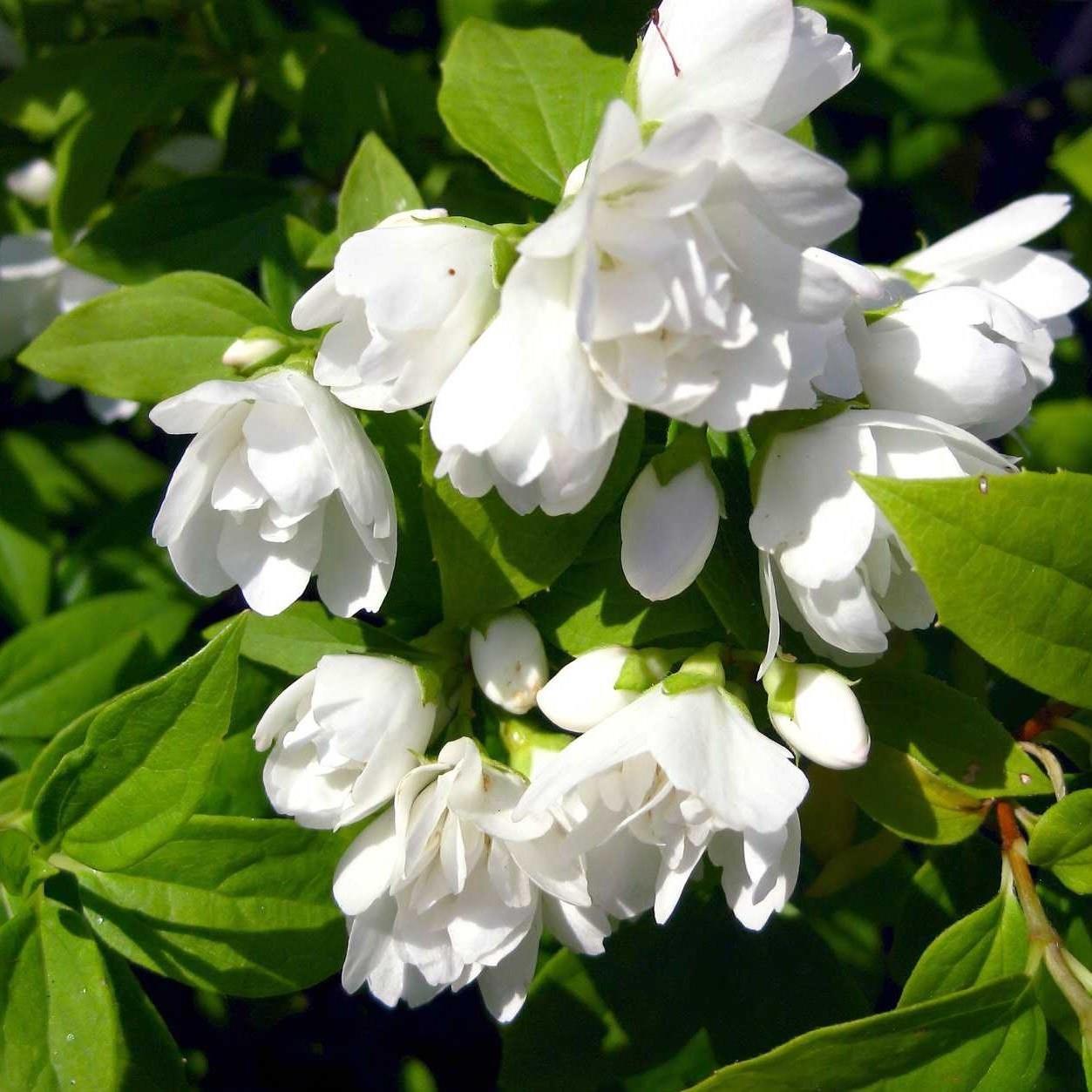 Philadelphus Mantaue Hermoine Mock Orange Garden Shrub