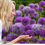 Allium Cut Flower Collection Bulbs | 100 x Bulbs
