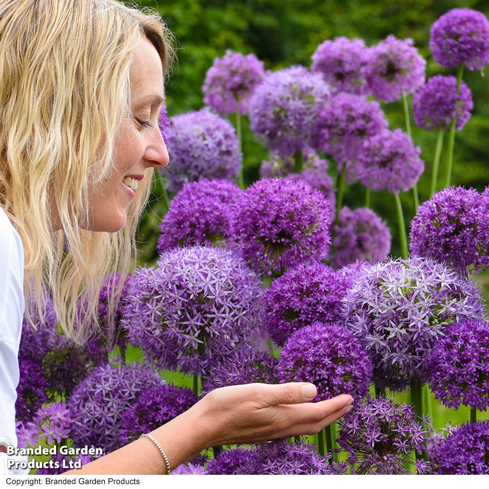 Allium Cut Flower Collection Bulbs | 100 x Bulbs