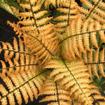 Dryopteris 'jurassic Gold' Fern | Set of 3 | Bronze