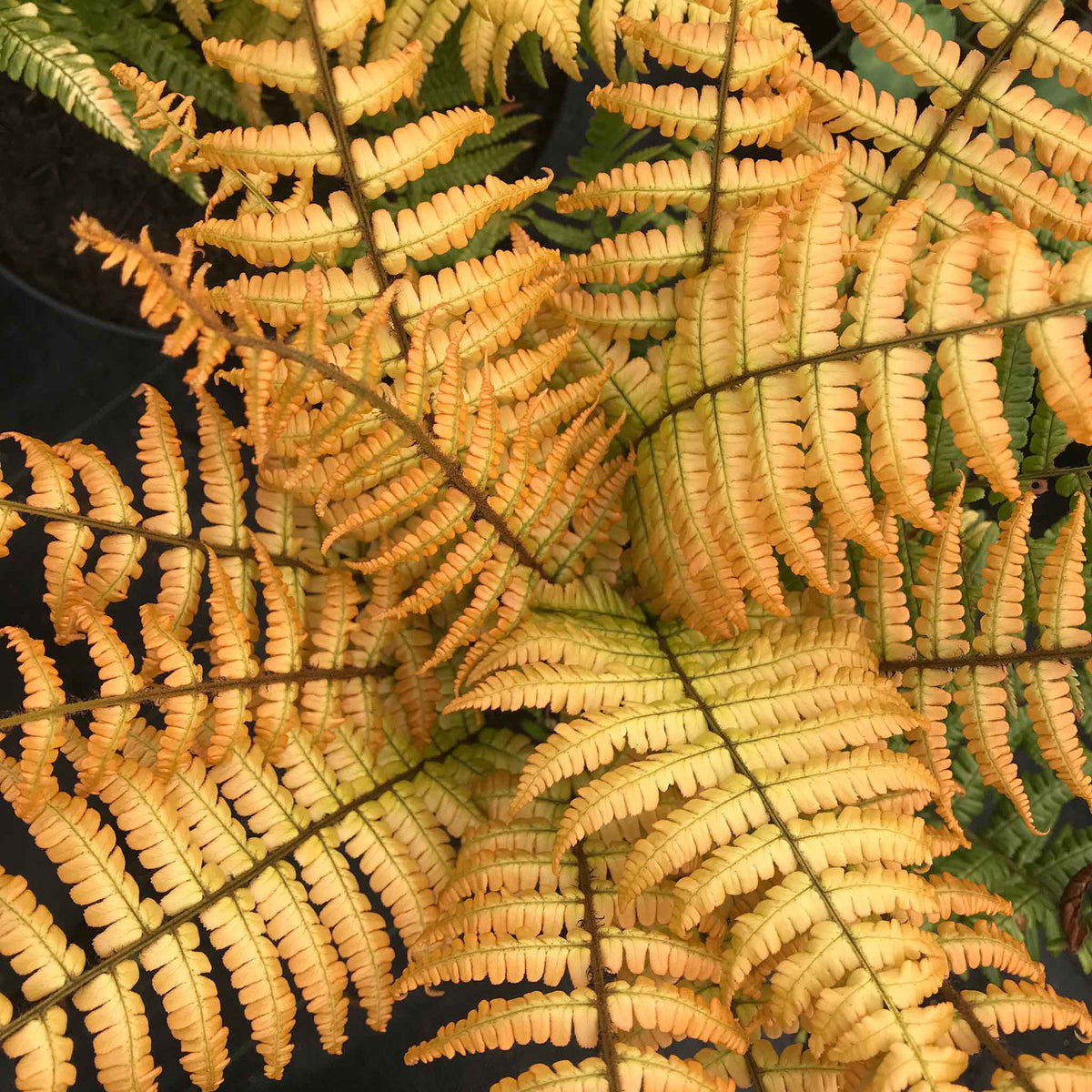 Dryopteris 'jurassic Gold' Fern | Set of 3 | Bronze