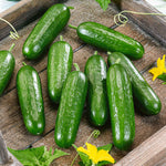 Grafted Cucumber 'picolino', All-female Disease-resistant Mini Cucumbers 7cm Plants | 3 x 7cm Plants | Green