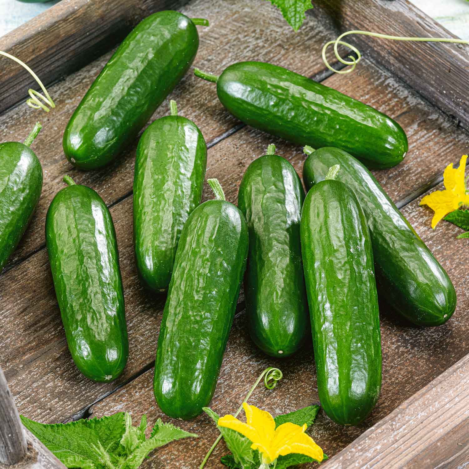 Grafted Cucumber 'picolino', All-female Disease-resistant Mini Cucumbers 7cm Plants | 3 x 7cm Plants | Green