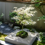Japanese Maple - Acer Palmatum 'Ukigumo' - Height 50-60cm - ⌀19cm | Set-of-2 | Green