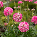 Armeria 'dreameria Daydream' Pink Pompom Perennial | 1 x 2L | Pink